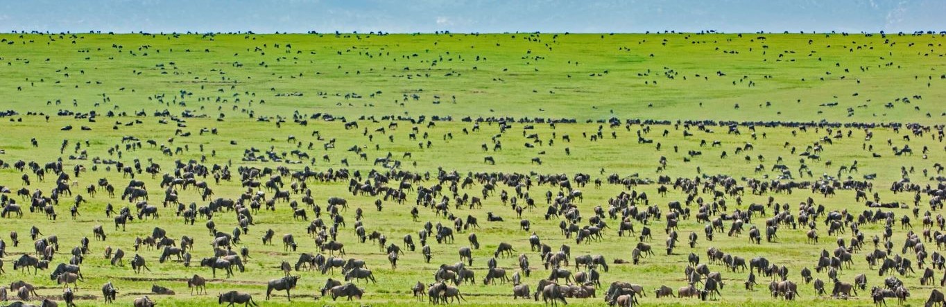Tanzania safari packages