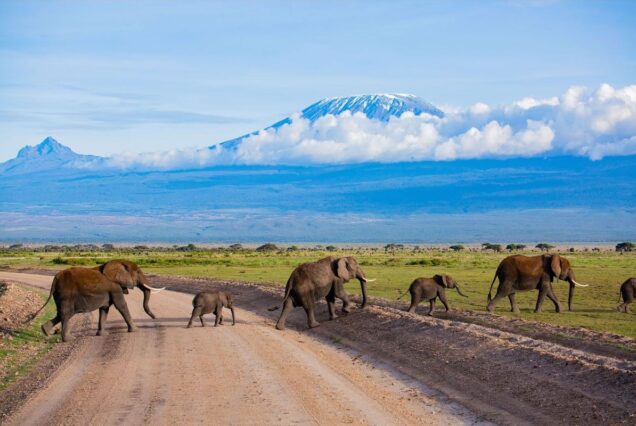 safari tours