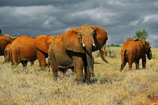 Masai Mara, Lake Nakuru,Amboseli, Tsavo East & West 8 Days