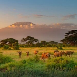 11 Days Immersive Kenya and Tanzania Circular Lodge Safari