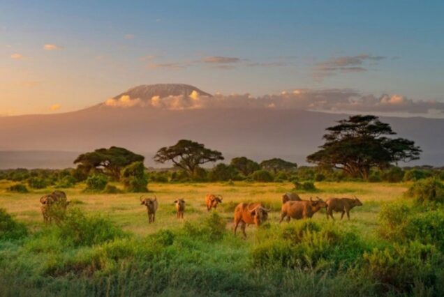 11 Days Immersive Kenya and Tanzania Circular Lodge Safari
