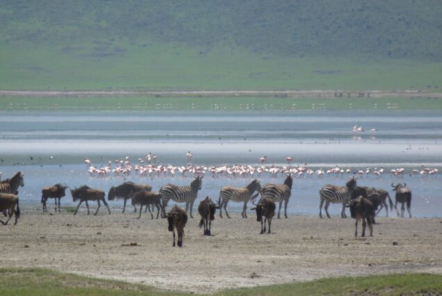6 Days and Best of Kenya and Tanzania Safaris