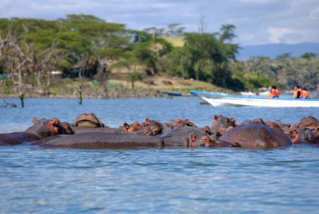12 Days Kenya and Tanzania Safari Tour