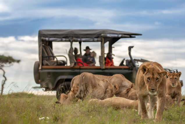 4 Days Best of Kenya Masai Mara and Lake Nakuru Tour