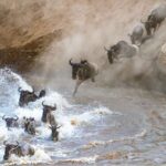 best Kenya safari tours