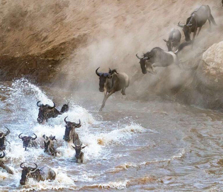 best Kenya safari tours