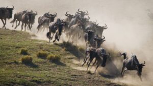 best time to visit Maasai Mara