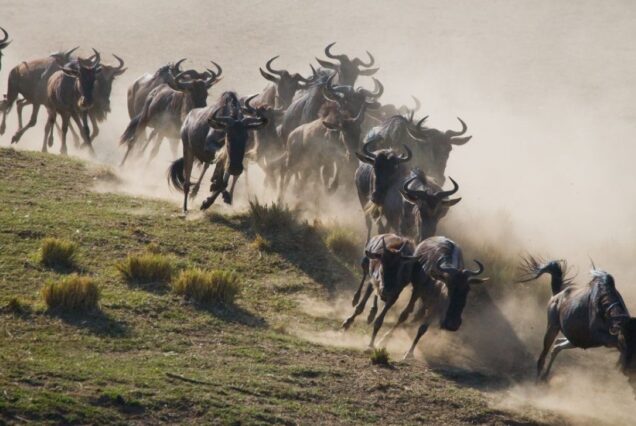 best time to visit Maasai Mara