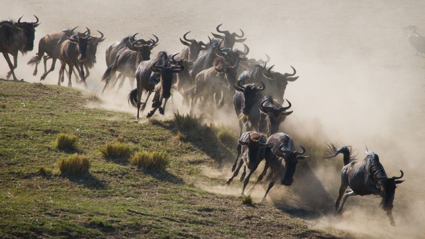 best time to visit Maasai Mara