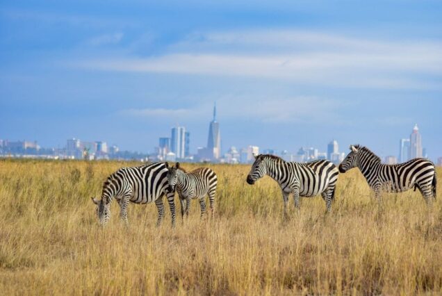 Affordable Kenya Safari Tours