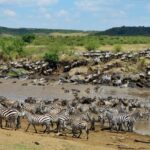 Maasai Mara safari packages