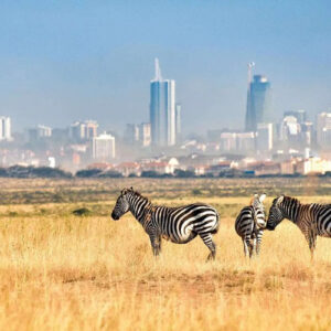 Nairobi National Park Half Day Safari