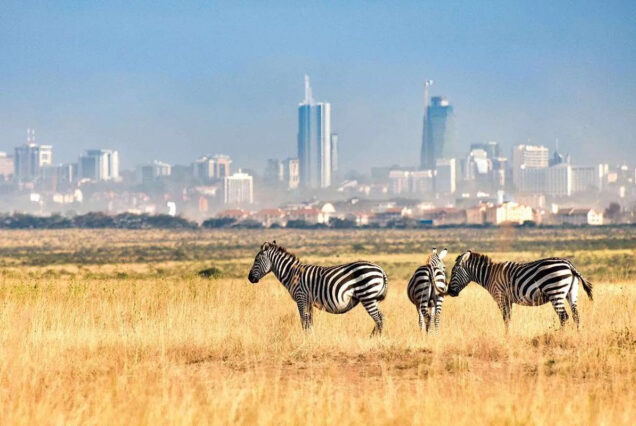 Nairobi National Park Half Day Safari