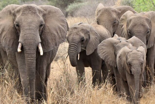 3 Days Amboseli National Park Safaris