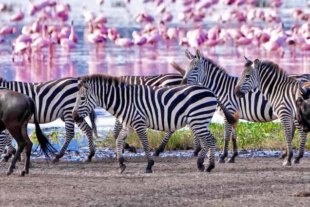 Manyara, Ngorongoro & Serengeti Safari 5 Days