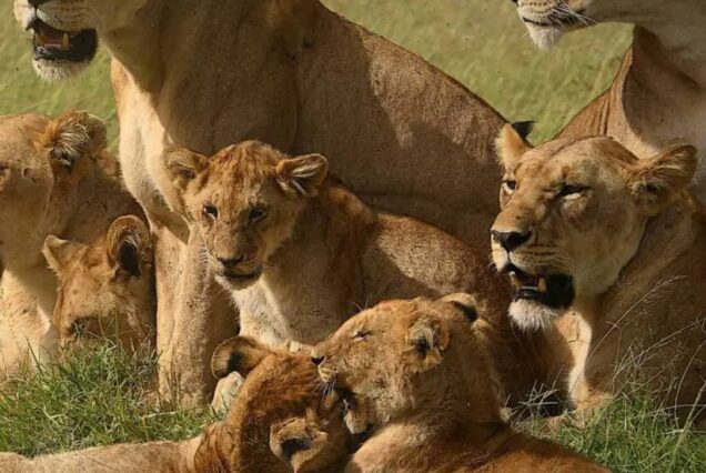 Kenya safari tours