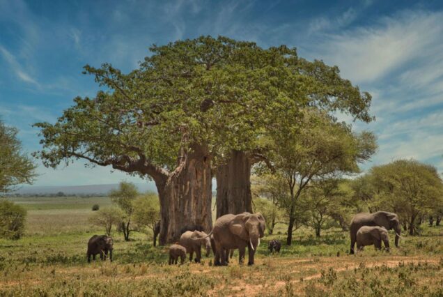 4 Days Manyara, Ngorongoro & Tarangire Safari