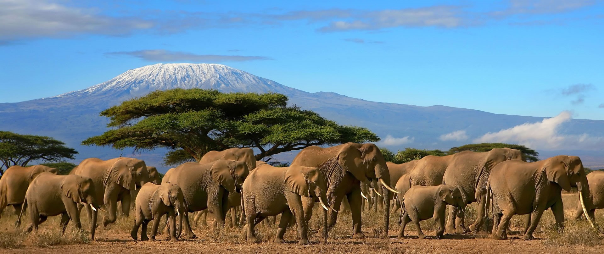 safari tours