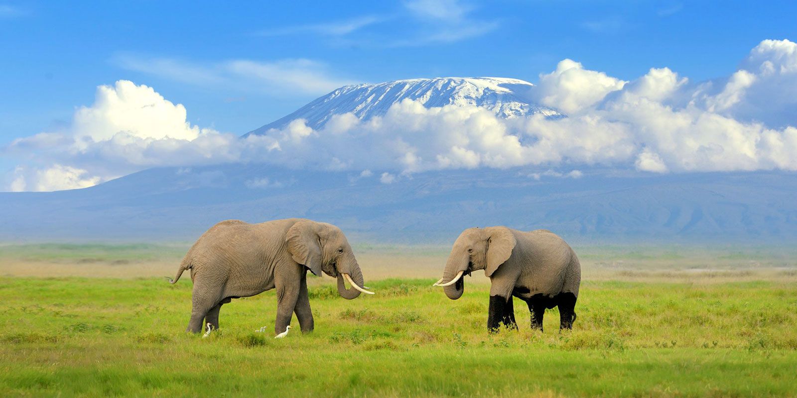 Kenya and Tanzania safari tours