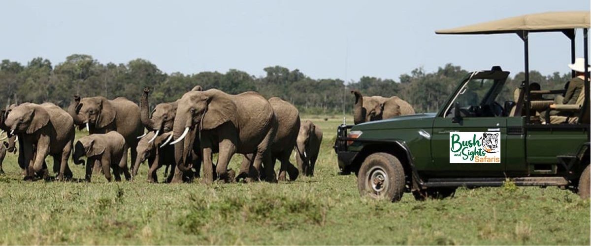 Kenya safari packages