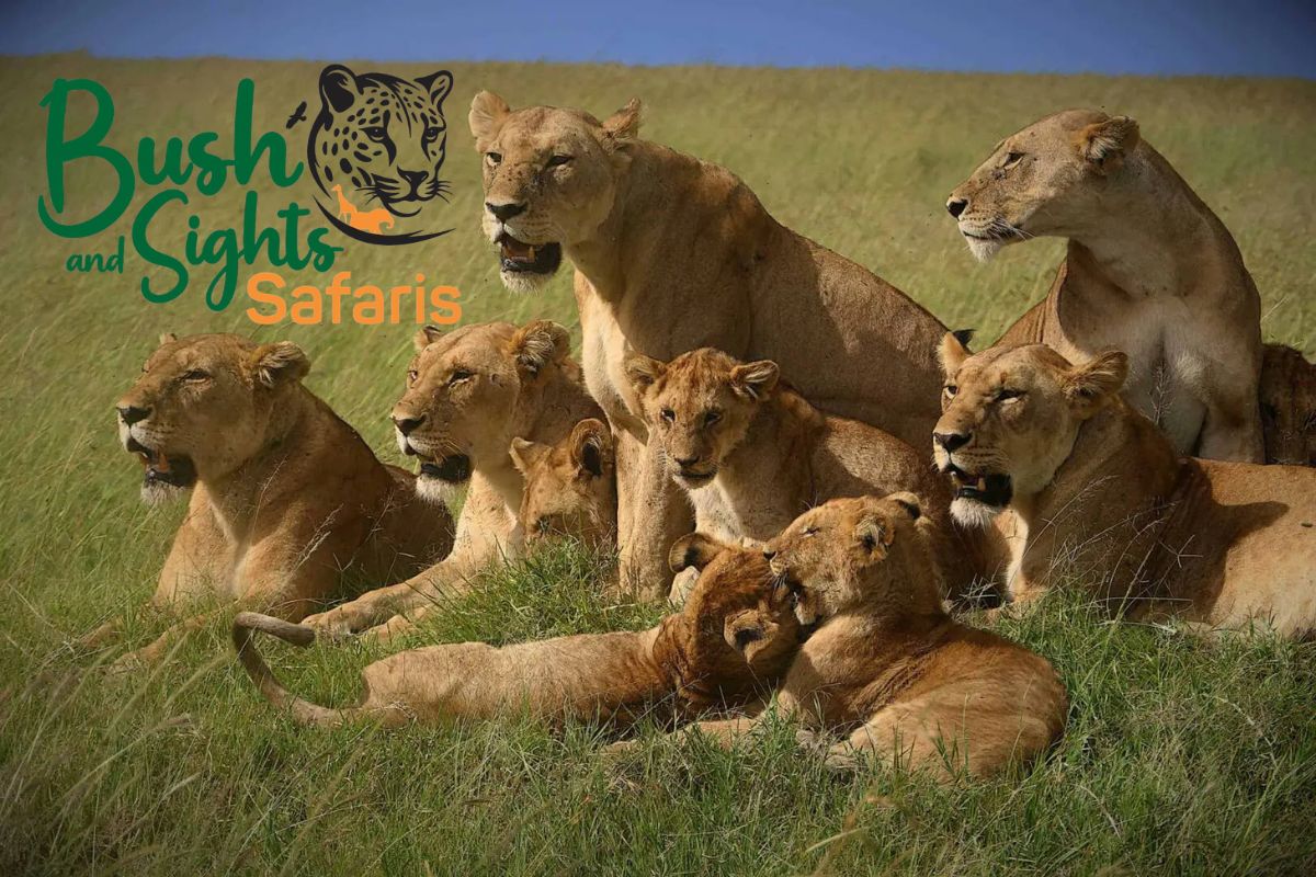 Best safari company in Kenya