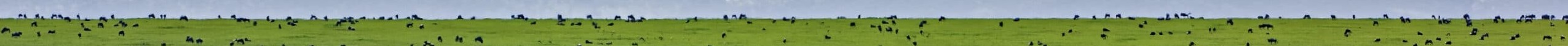 Kenya safari tours