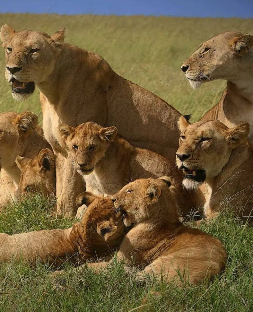 Kenya safari tours